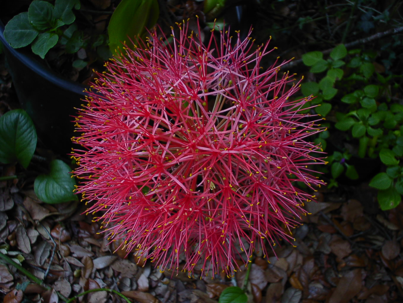 Bloodlilly.jpg (347714 bytes)