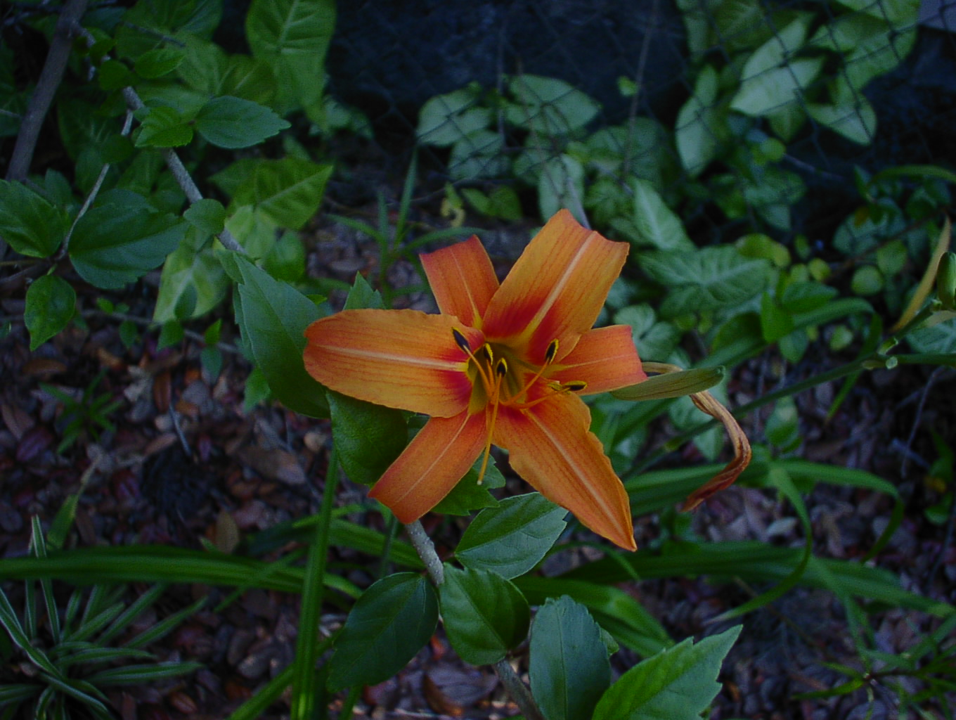 Tigerlilly.jpg (353938 bytes)