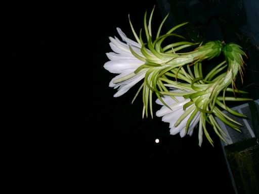 cacti2.jpg (13244 bytes)